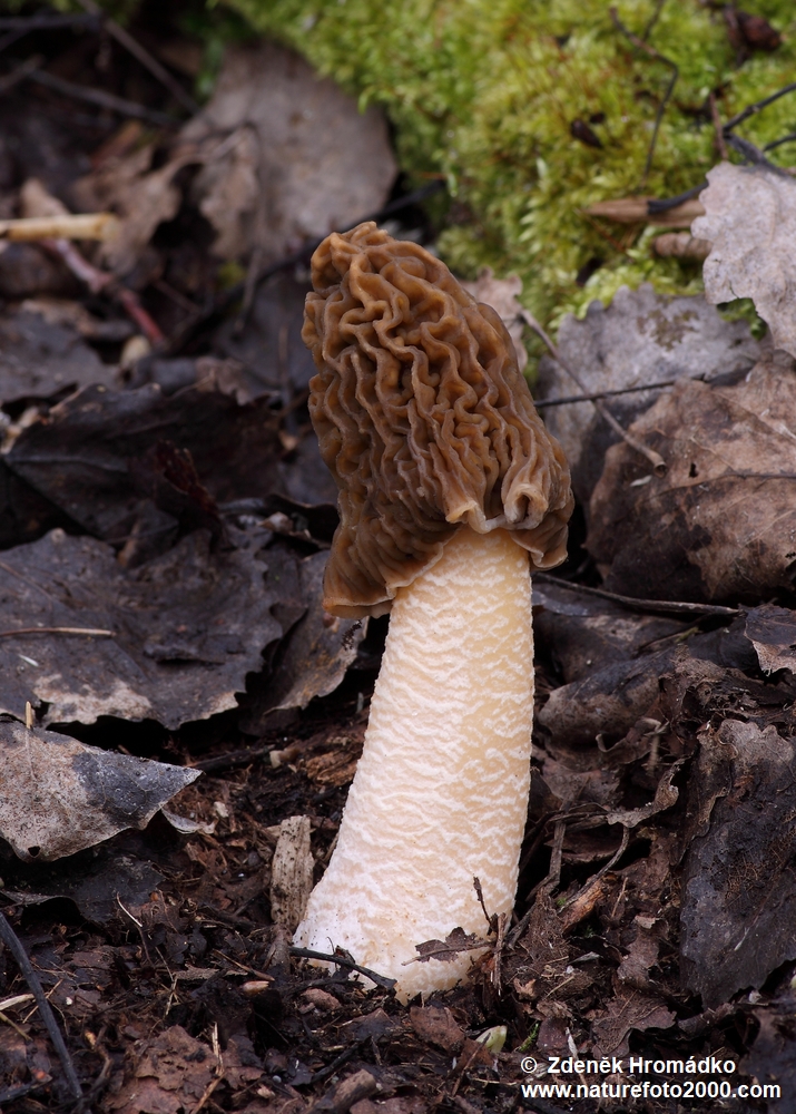 kačenka česká, Verpa bohemica (Houby, Fungi)